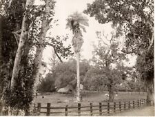 c.1880's PHOTO - CEYLON SRI LANKA TALIPOT PALM SCOWEN/APOTHECARIES picture