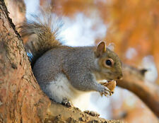 SQUIRREL 8X10 GLOSSY PHOTO PICTURE IMAGE #2 picture