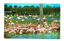 Flamingos FL Florida Postcard picture