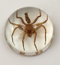 Spider in Resin Real Water Spider Fossil Taxidermy Specimen Insects picture