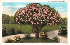 Los Angeles CA California, Beautiful Pink Rose Tree, Vintage Postcard picture