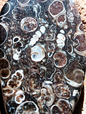 Turritella Fossil Snail Shells Polished Palm Stone Hand Made Wyoming Cabochon picture
