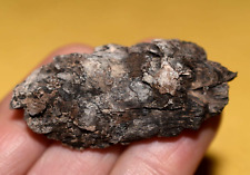 Rare Fossil Compressed Spruce Cone Mid Miocene Pinecone Virgin Valley, Nevada picture