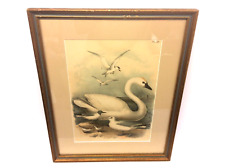 Swan Framed PL LIV Jacob Henry Studer Theodore Jasper Birds of America Wall Art picture