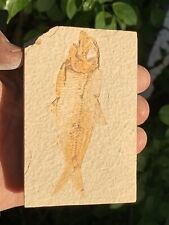 ☘️RR⛏: Wyoming Fish Fossil, Slabbed, Green River Formation, 3.75” picture