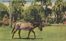 Postcard FL Boca Raton Zee-Horse at Africa U.S.A. Jungle Zoo Uncaged Wild Animal picture