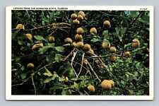 Postcard FL - Lemons from the Sunshine State picture