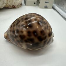 Cypraea tigris schilderiana, Beautiful Color Pattern, Vintage Shell picture