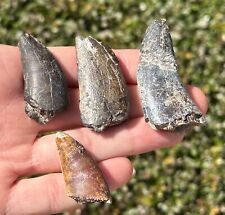 Fossil Dinosaur Teeth LOT OF 4 from Niger Eocarcharia dinops Theropod Collection picture