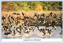 c1980 Maryland, Canada Geese in Maryland, Kent Shores, M.D. Continental Postcard picture