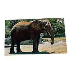 Postcard St Louis Zoological Park Missouri Elephant Vintage B121 picture