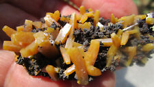 Superb Wulfenite Crystals on limonite from Ojula Mine, Mexico O20 picture