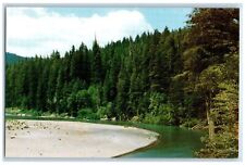 c1950's Humboldt Redwoods State Park Lake Grove California CA Posted Postcard picture