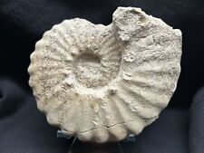 Texas Cretaceous Fossil 5”Mortoniceras Ammonite, Repaired, Nice Sutures picture