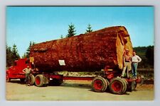 Giant Fir Log, Trees, Antique Vintage Souvenir Postcard picture