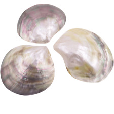 3 PCS 60mm-80mm Natural Gray Black lip Shell Mother of Pearl No Hole   picture