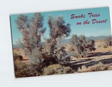 Postcard Smoke Trees In A Desert Wash USA picture