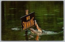 Gator Lagoon Homosassa Springs Alligator Crocodile Florida Gulf Coast Postcard picture