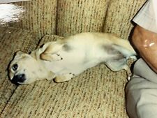 (AbB)  Original FOUND PHOTO Photograph Snapshot Cute Chihuahua Dog On Couch Lay picture