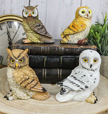 Colorful Nocturnal Owls Of The World Miniature Figurine Set of 4 Owl Theme Decor picture