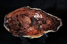 Polished Turkish Conifer Petrified Wood picture