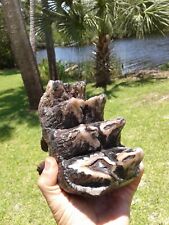 Museum Quality Psychedelic 5 Hump Mastodon Tooth Florida Saltwater Fossil Mammal picture
