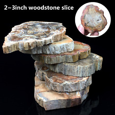 Natural Polished Microsection Petrified Wood Quartz Crystal Gift Healing 1PC picture