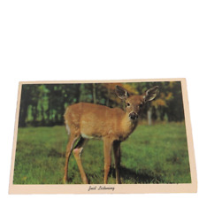 Postcard Just Listening Baby Deer Fawn Chrome Unposted picture