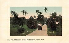 Hibiscus Date and Cocoa Nut Palms Miami FL Florida c1907 Postcard E67 picture