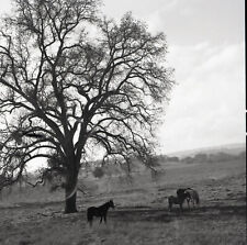 a19 Original Negative 1960's Plymouth California  Ranch horses 070a picture