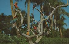 The Parrot Tree Busch Gardens Tampa Florida  Vintage Chrome Post Card picture