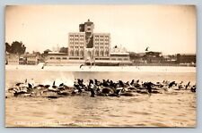 c1948 RPPC Santa Monica CA Herd Of Seal By The Shore VINTAGE Postcard picture