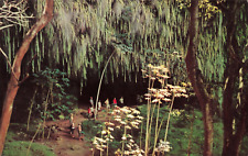 Kauai HI Hawaii, Fern Grotto Exotic Jungle Lacy Curtain Cavern Vintage Postcard picture