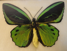 Vintage butterfly or moth - Male Ornithoptera Priamus - New Guinea Specimen 1972 picture