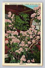 Marion VA-Virginia, Hungry Mother State Park, Rhododendron, Vintage Postcard picture