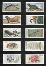 Wills 1928 WONDERS OF THE SEA set cigarette cards picture