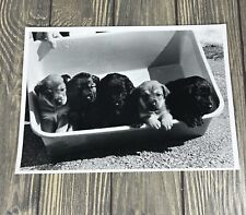 Vintage Don’s Pet 5 Puppies In Box Photograph 10” x 7” picture