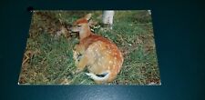 Greetings From Port Wing Wisconsin Fawn Calf Posted August 21 1961 picture