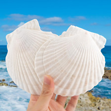 6Pcs 4-5Inch Scallop Shells for Crafts, Natural Large Scallop, Sea Shells for Cr picture