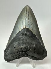 Megalodon Shark Tooth 5.20” Big - Natural Fossil - Authentic 18311 picture