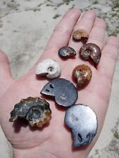Lot of 7 Mixed Fossil Ammonites Opalized, Split, Hematite, Iridescent, ++   Q3 picture