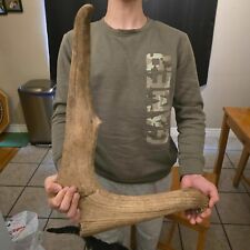 Beautiful Megaloceros Fossil Irish Elk Antler from Germany 50,000 YEARS OLD picture
