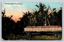 c1912 Postcard: Picking Apples Washington WA Walla Walla Football Thanksgiving picture