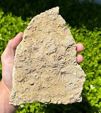 NICE Fossil Sea Urchins with Spines in Matrix Acrosalenia France Echinoids picture