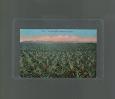 Postcard Pineapple Field Hawaii Hawaiian Islands c1915 picture