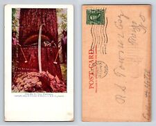 Big Fir Tree McKay’s Mill Washington Postcard 1904 Lowman & Hanford Logging picture