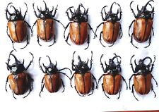 H*10Pcs*Insect*Scarabaeiformia**Eupatorus gracilicornis picture