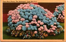 Postcard Cape Mays Flower The Hydrangea Cape May NJ Linen picture