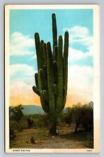 Giant Cactus Near El Paso Texas Vintage Unposted Postcard picture