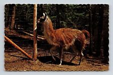 Wasaga Beach Ontario Canada Zoological Paek Guanaco Llama Chrome Postcard picture